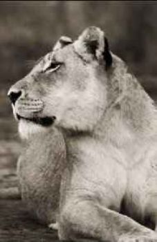 "Wild at Art Collection - Lioness"