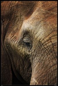 "Wild at Art Collection - Elephant"
