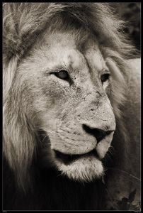 "Wild at Art Collection - Lion"