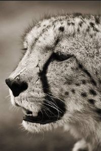"Wild at Art Collection - Cheetah"