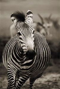 "Wild at Art Collection - Zebra"
