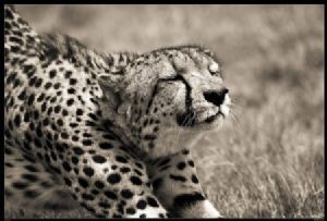 "Wild at Art Collection - Cheetah"