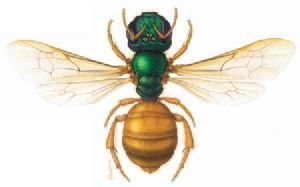 "Amazon Bee"