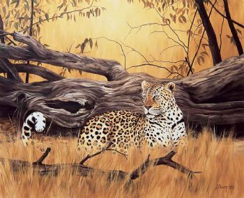 "Leopard at Fallen Tree"