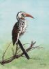 "Red Billed Hornbill"