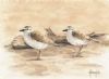 "Sandplovers"