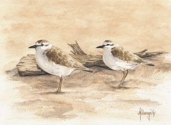 "Sandplovers"