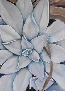 "Echeveria 1"
