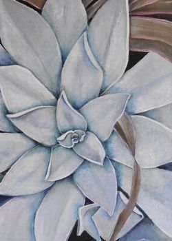 "Echeveria 1"