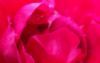 "Watercolor Rose"