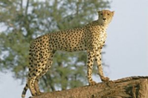 "Female Cheetah Looking for Prey"