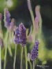 "Lavender"