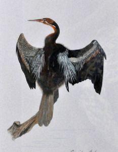 "Darter"