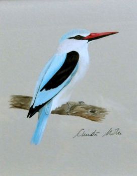 "Woodland Kingfisher"