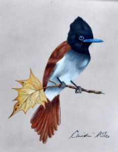 "Paradise Flycatcher"