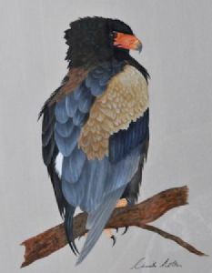 "Bateleur"