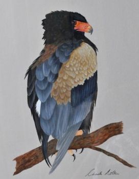 "Bateleur"