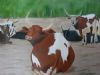 "Resting Nguni Cattle"