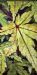 Japanese Maple