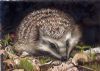 "Portrait in the Wild Hedgehog"
