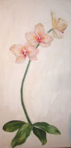 "Thai Moth Orchid"