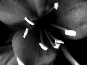 "White and black flower"
