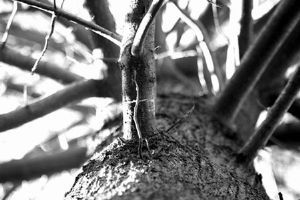 "Branching Up"