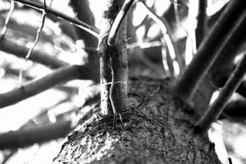 "Branching Up"