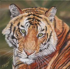 "Tiger Tiger"