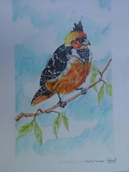 "Kuifkop Houtkapper"