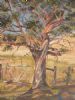 "Bluegum"