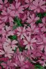 "Pink Flowers"