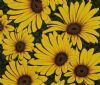 "Daisies 6"