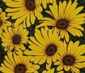 "Daisies 6"