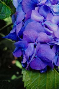 "Purple"