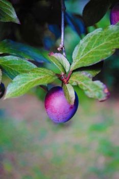 "PurpelyPlum"