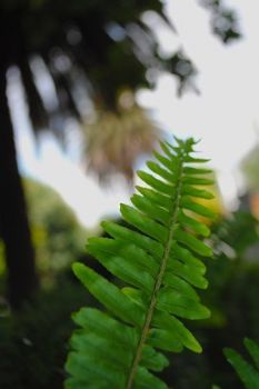 "Lonely Green"