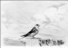 "Drakensberg Swallow"
