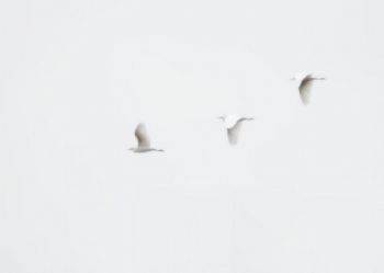 "Three Egrets"