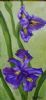 "Country Irises"