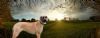 "Great Dane"