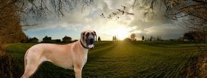 "Great Dane"