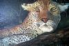 "Big 5 - Leopard"