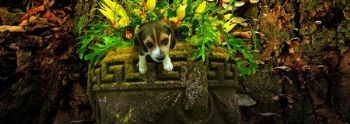 "Puppy in Pot"