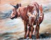 "Nguni 2"