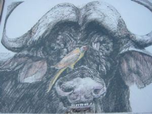 "Tinted Buffalo 