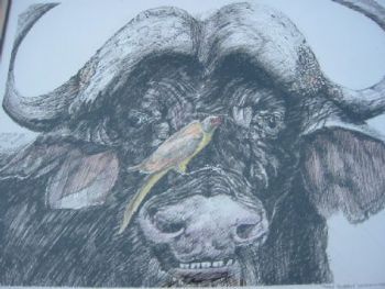 "Tinted Buffalo 