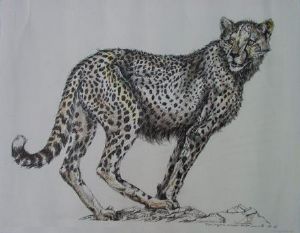"Tinted Pregnant Cheetah"