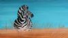 "Zebra in the field"