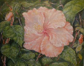 "Hibiscus"